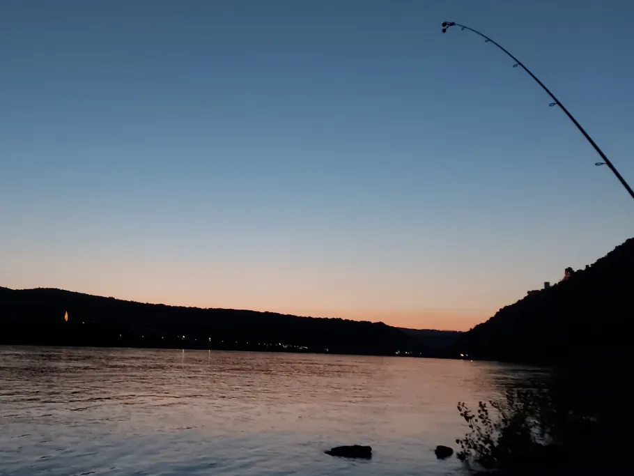 Rhein (St. Goar) angeln