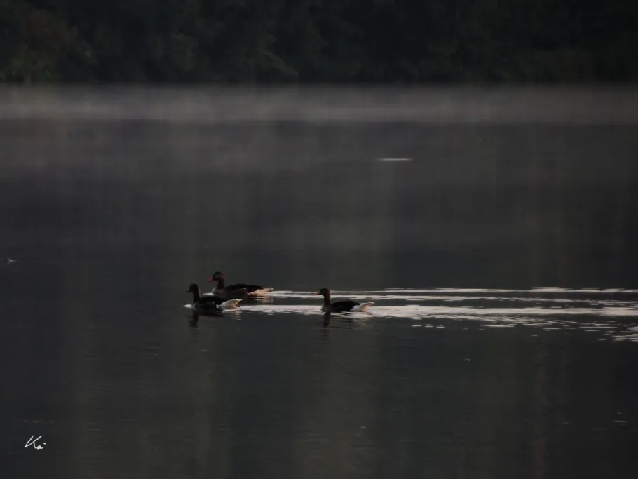 Feilenseen (Manching) angeln