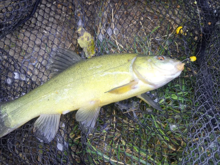 Kiessee am Oberwasen angeln