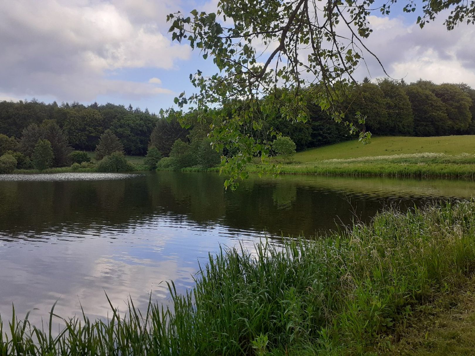 Hofteich Mönchneversdorf angeln