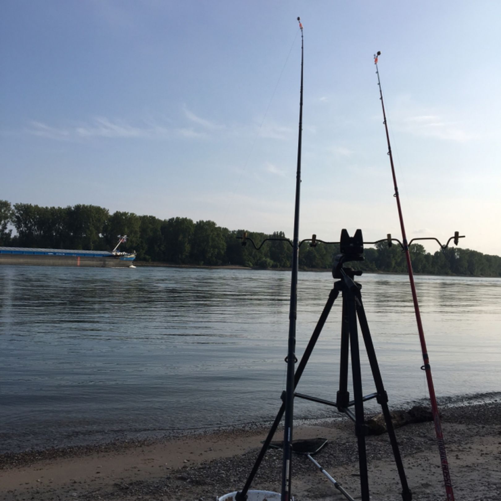 Rhein (Biblis - Hamm am Rhein) angeln