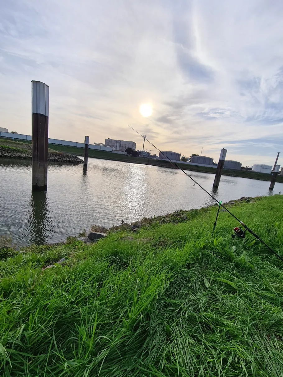 Neckar (Mannheim) angeln