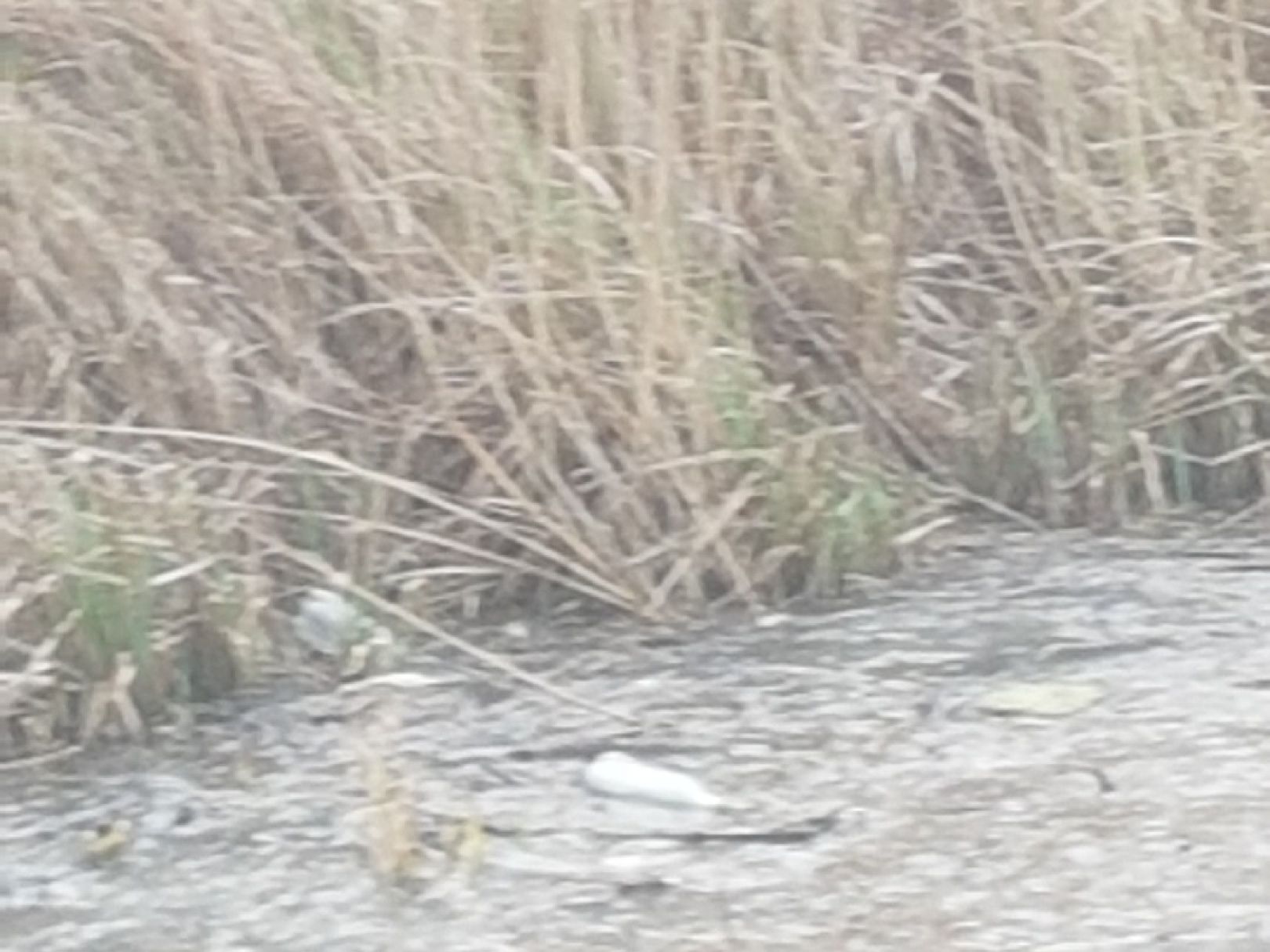 Grödel-Elsterwerdaer-Kanal angeln