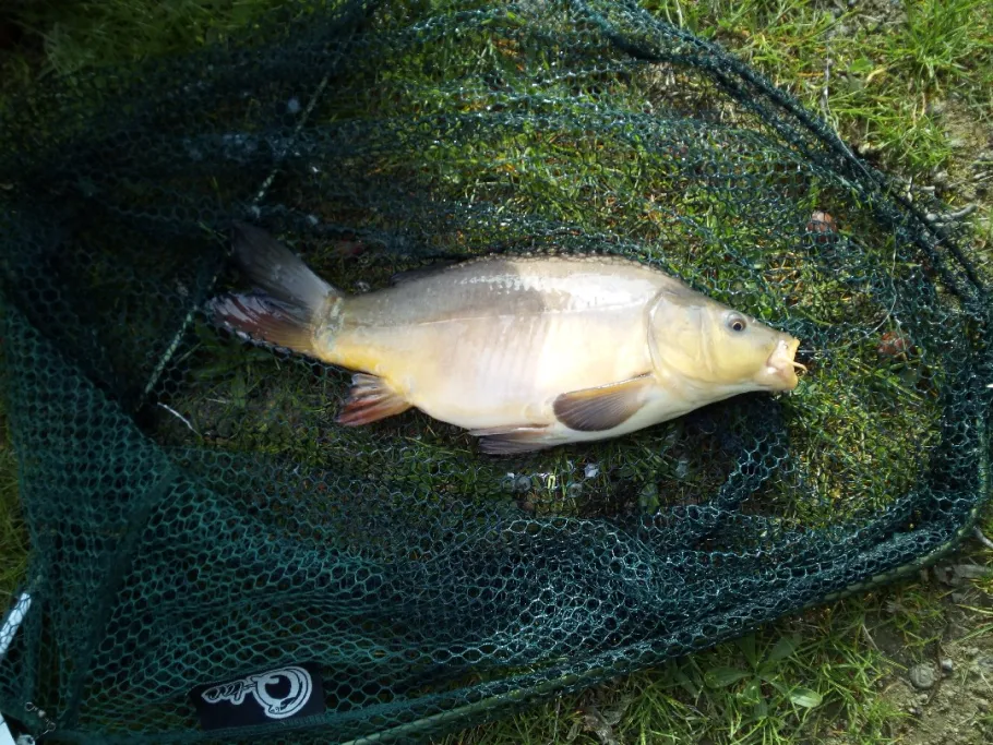 Stadtbad (Neustadt i. Sa.) angeln