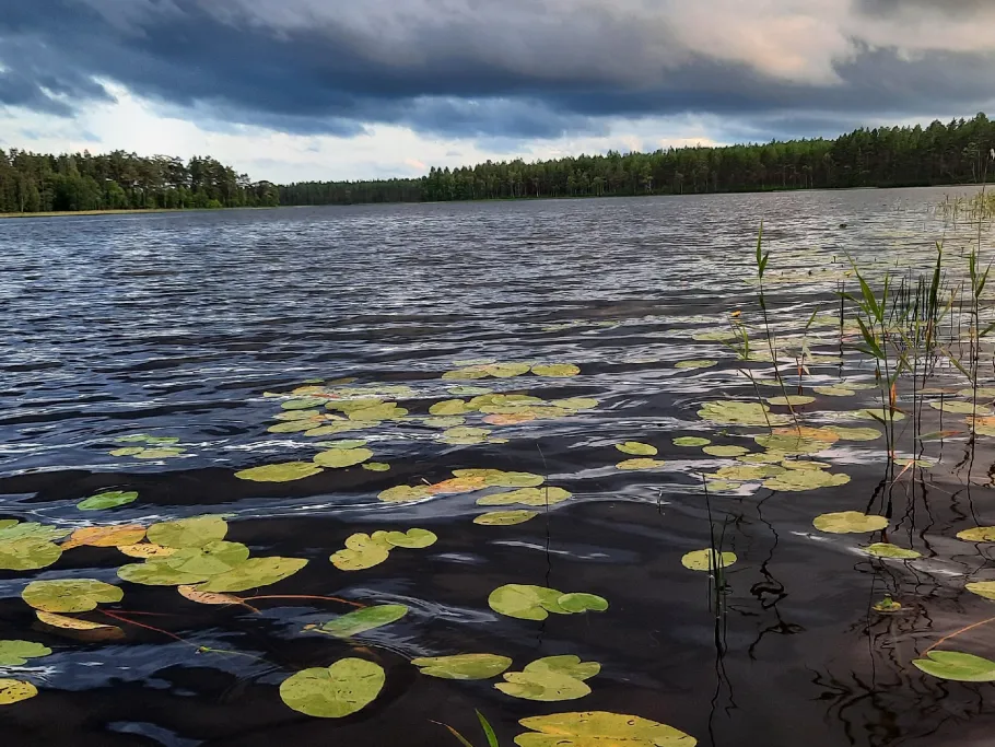 Skogshyltasjön angeln