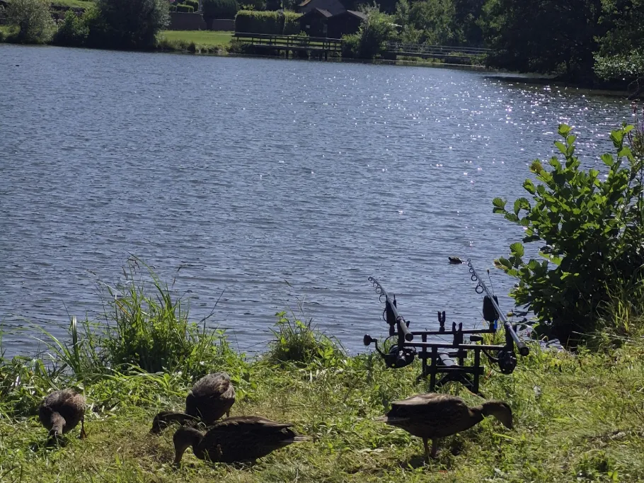Grimmwiesensee angeln