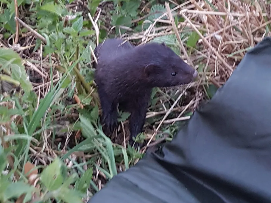 Mulde (Eilenburg) angeln