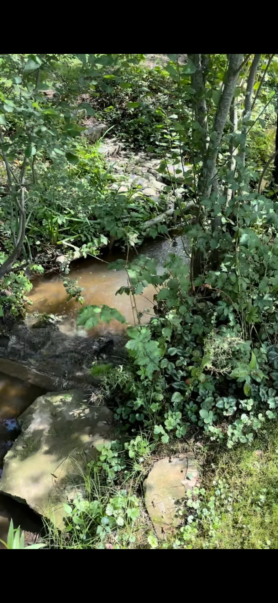 Wimreither Graben (Wurmsham) angeln