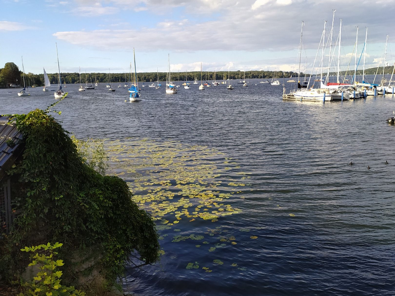 Nikolassee (Berlin-Zehlendorf) angeln