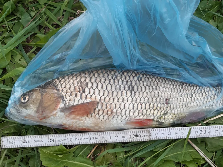 Werre (Schweicheln-Bermbeck) angeln