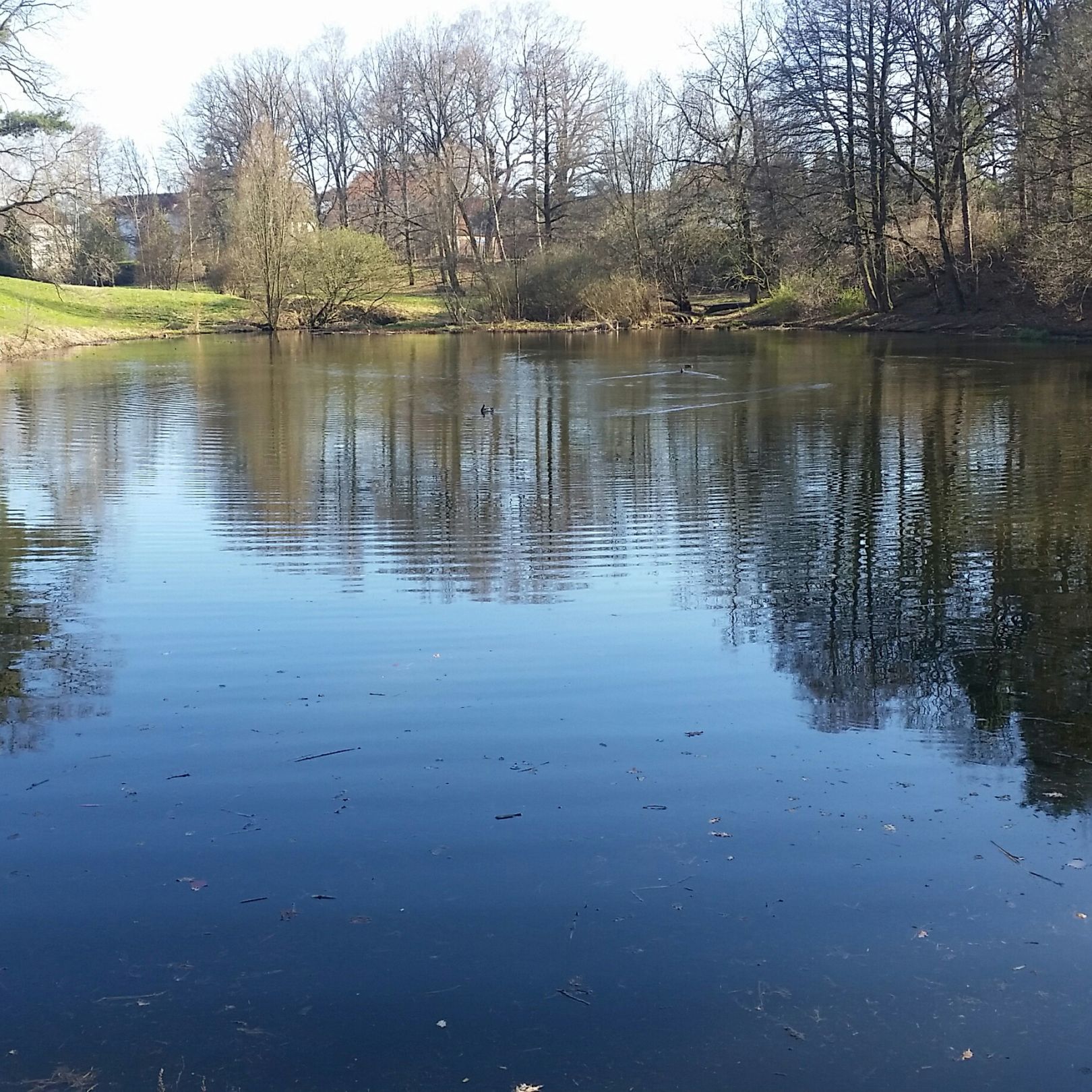 Goldbachteich (Radeberg) angeln