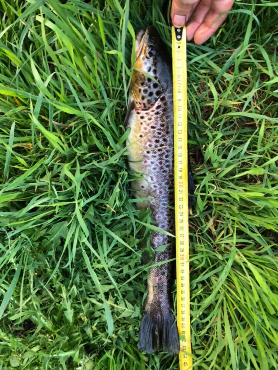 Wilder Graben (Gotha) angeln