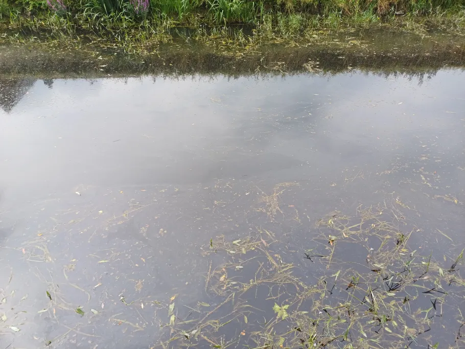 Issel (Werth) angeln