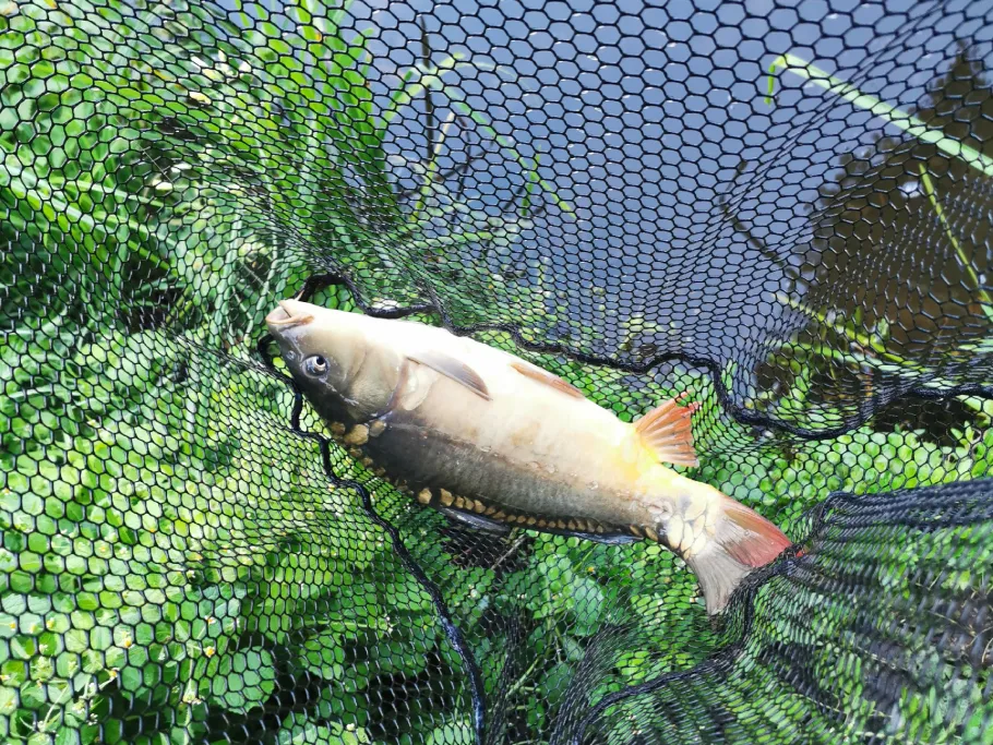 Horlachgraben (Rüsselsheim) angeln