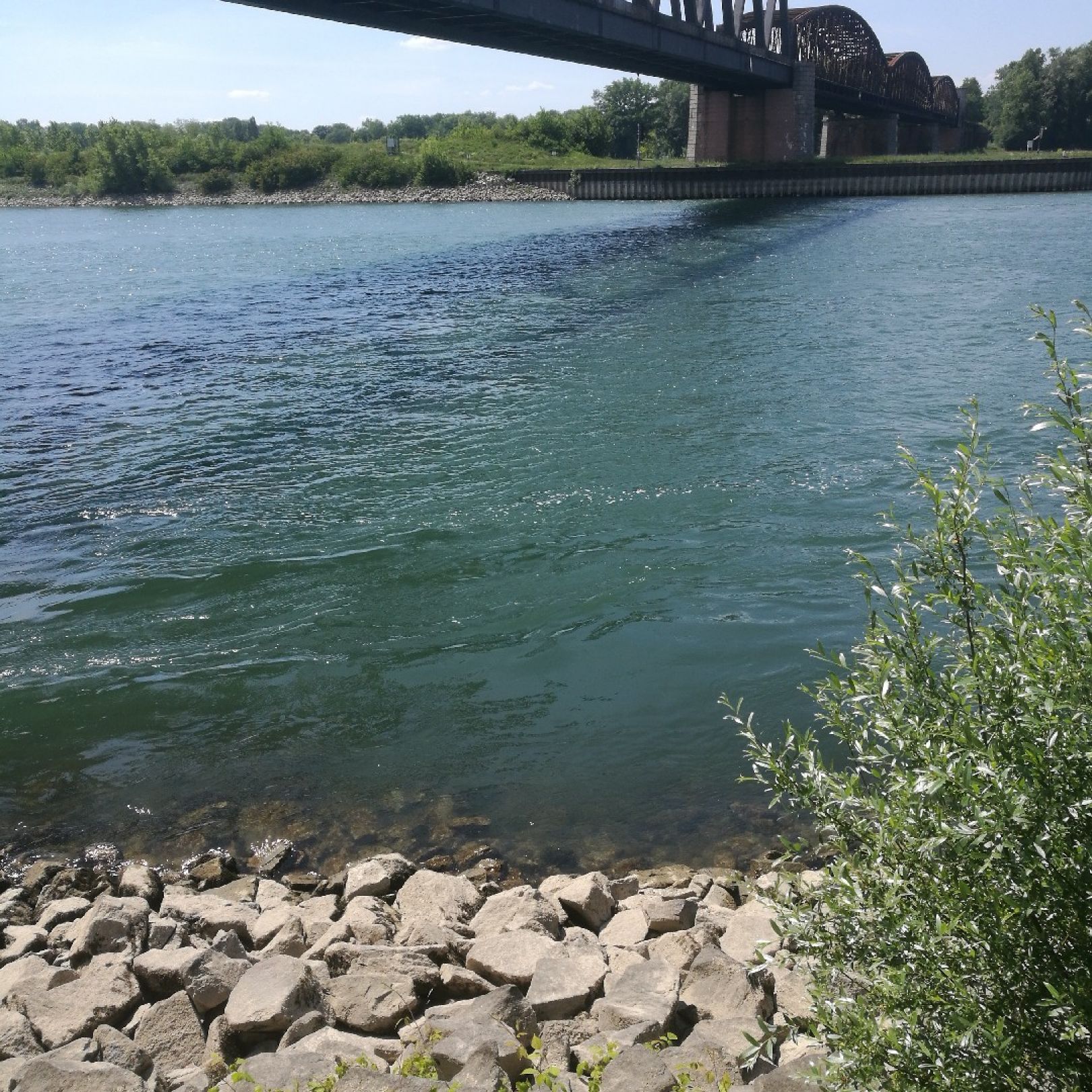 Rhein (Rastatt) angeln