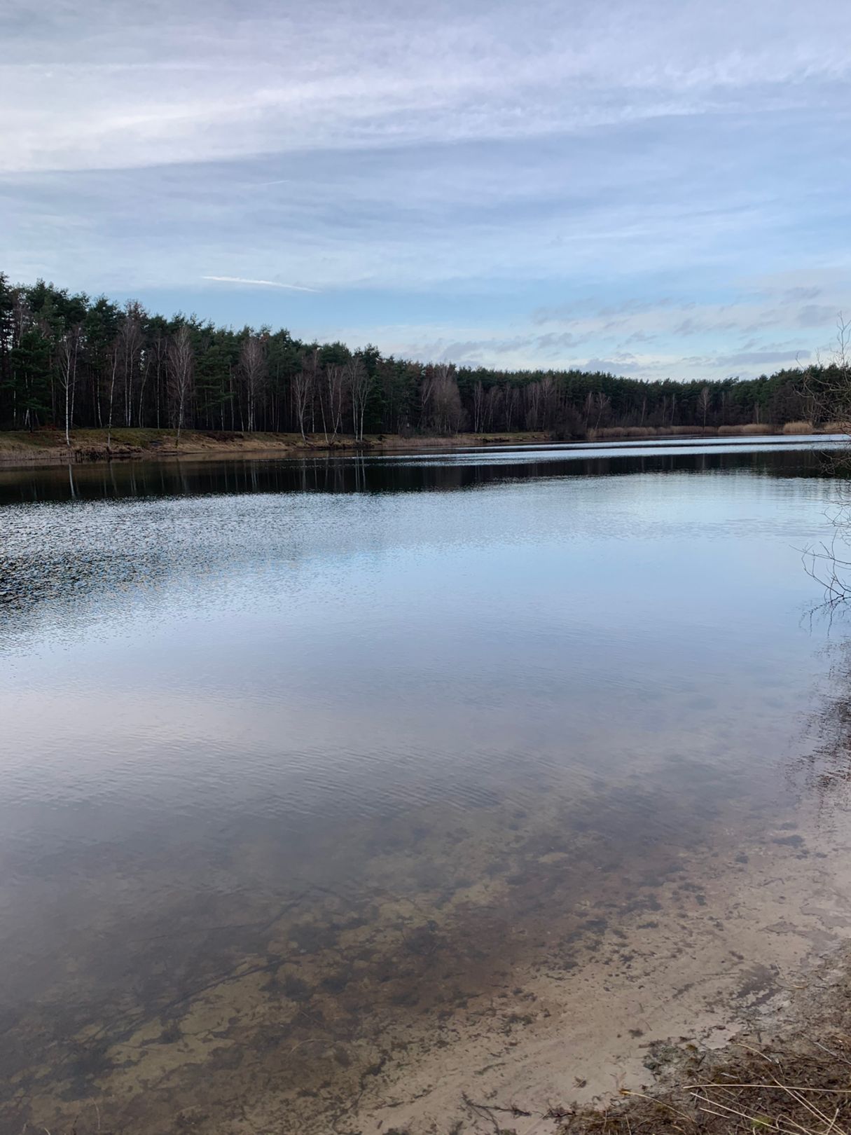 Waldsee (Gifhorn) angeln