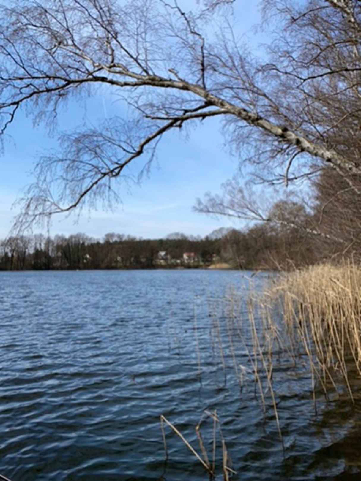 Priestersee (Grünheide) angeln