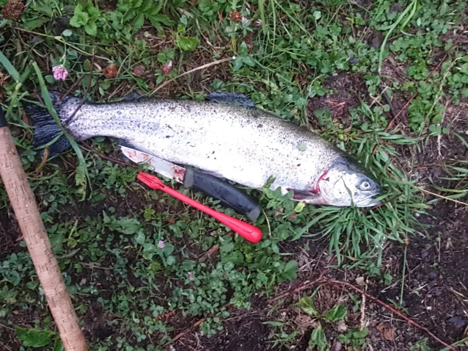 Auslaufkanal (Augsburg) angeln