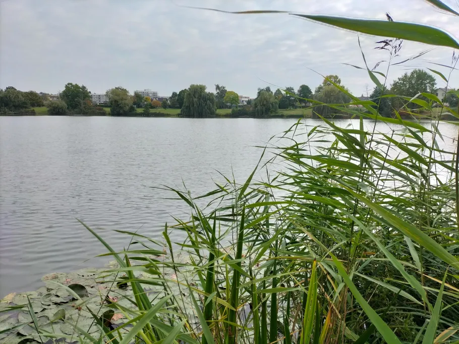 Mühlenteich (Wolfsburg-Kreuzheide) angeln