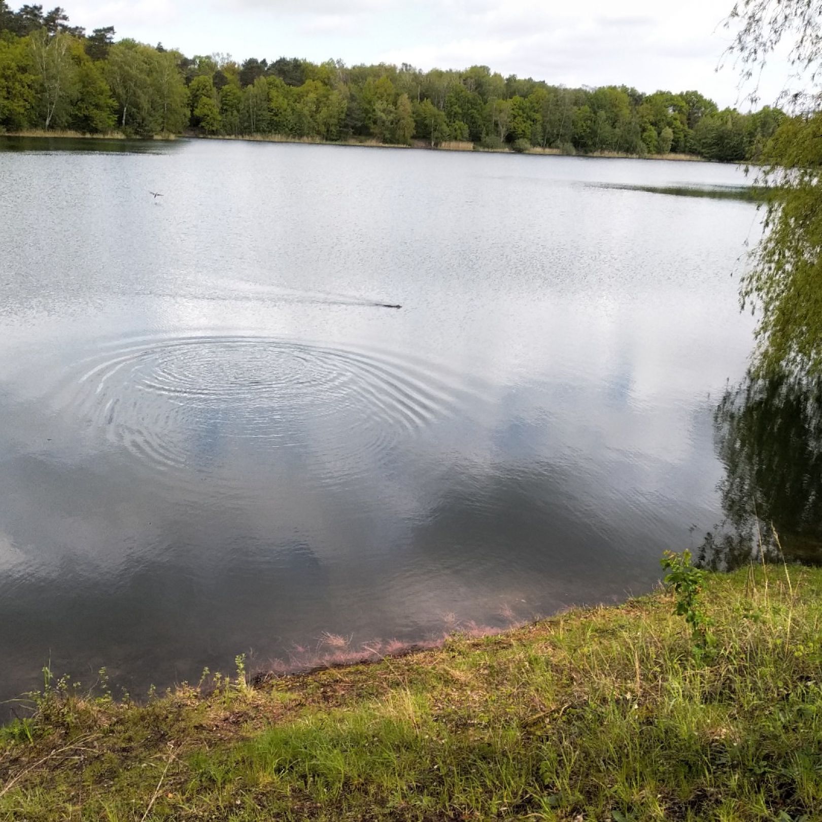 Blauer See (Lehrte) angeln