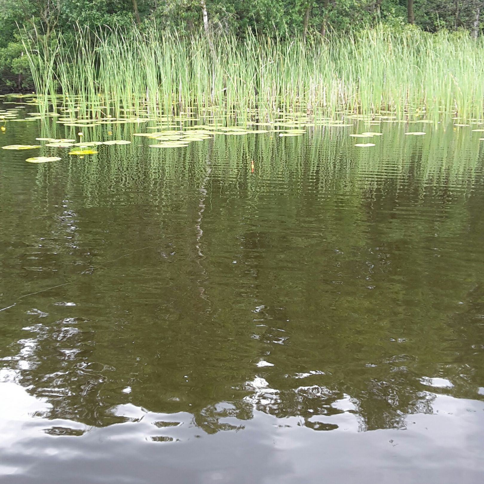 Silbersee (Wehdel) angeln