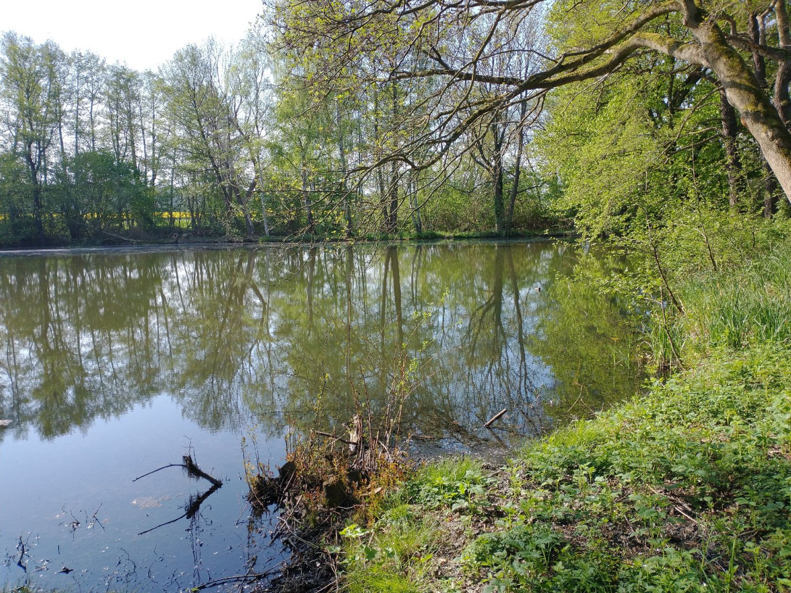 Birnbaummühle (Gräfenhainichen) angeln