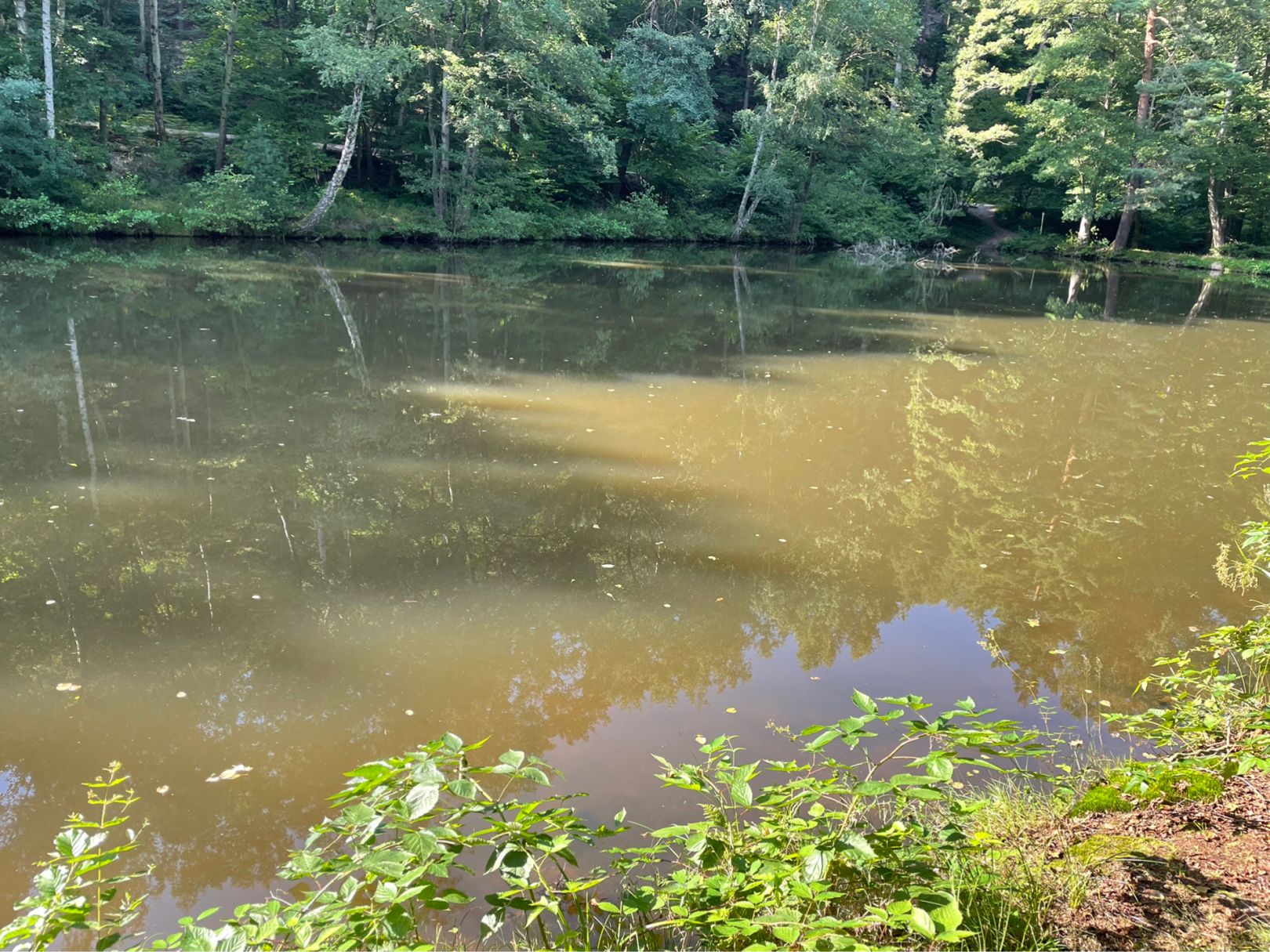 Teichanlage Kaltenbrunner Tal angeln