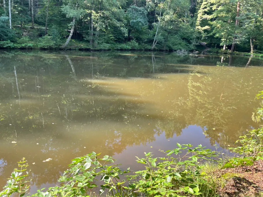 Teichanlage Kaltenbrunner Tal angeln