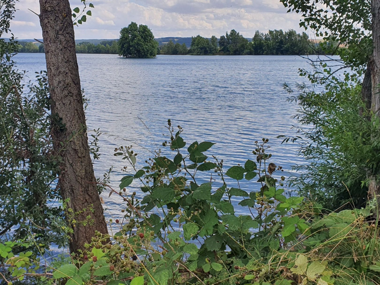 Möwensee (Nordhausen) angeln