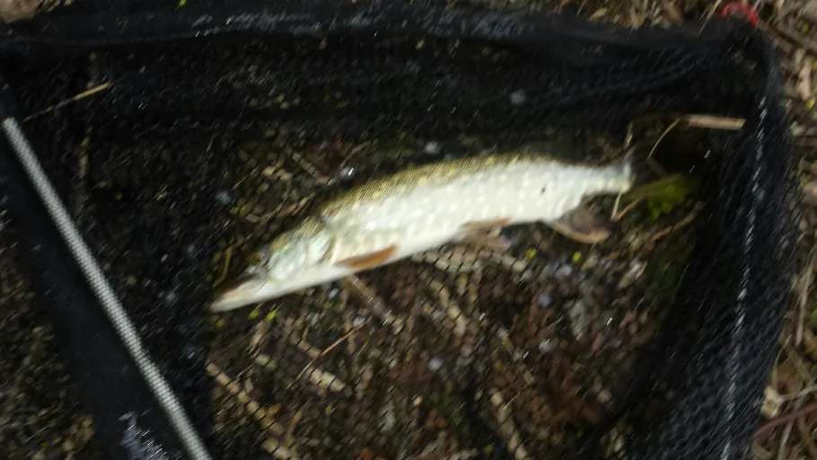 Langweiher (Ebersberg) angeln