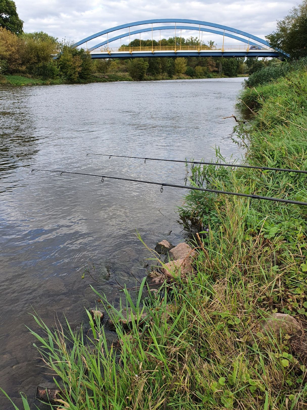 Saale (Nienburg/Saale) angeln