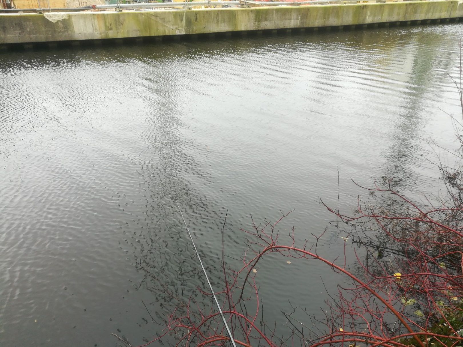 Eilbekkanal (Hamburg) angeln