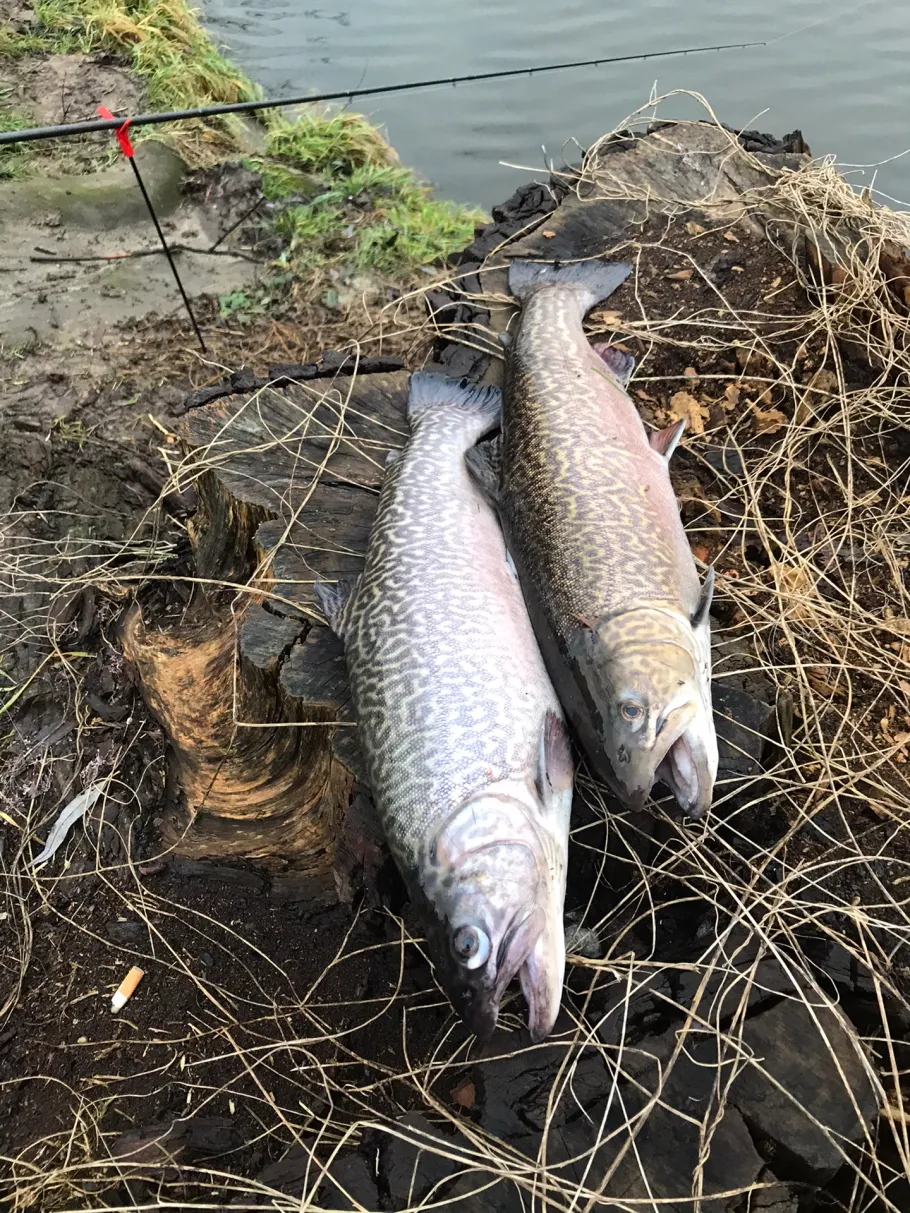 Angelteich Gröningsgarten angeln