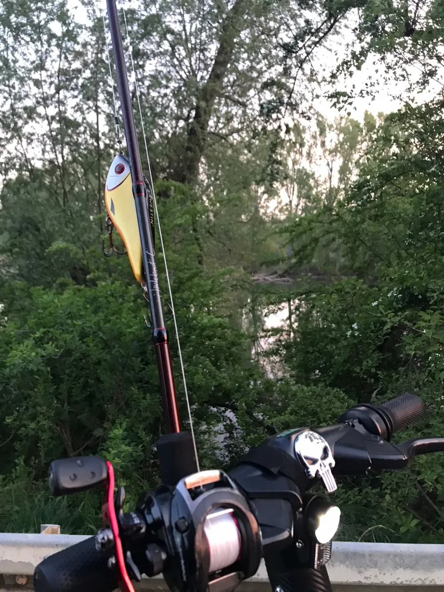 Rhein (Lampertheim) angeln