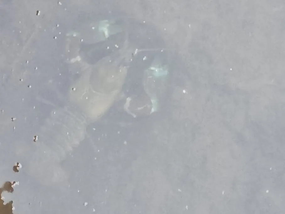 Pegnitz (Velden) angeln