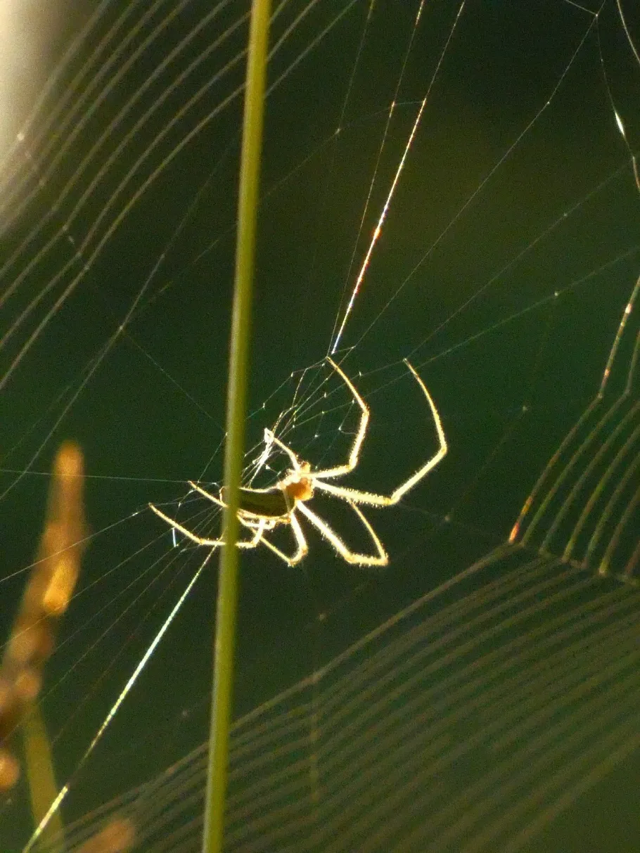Rothenspieker (Hemmerdeich) angeln