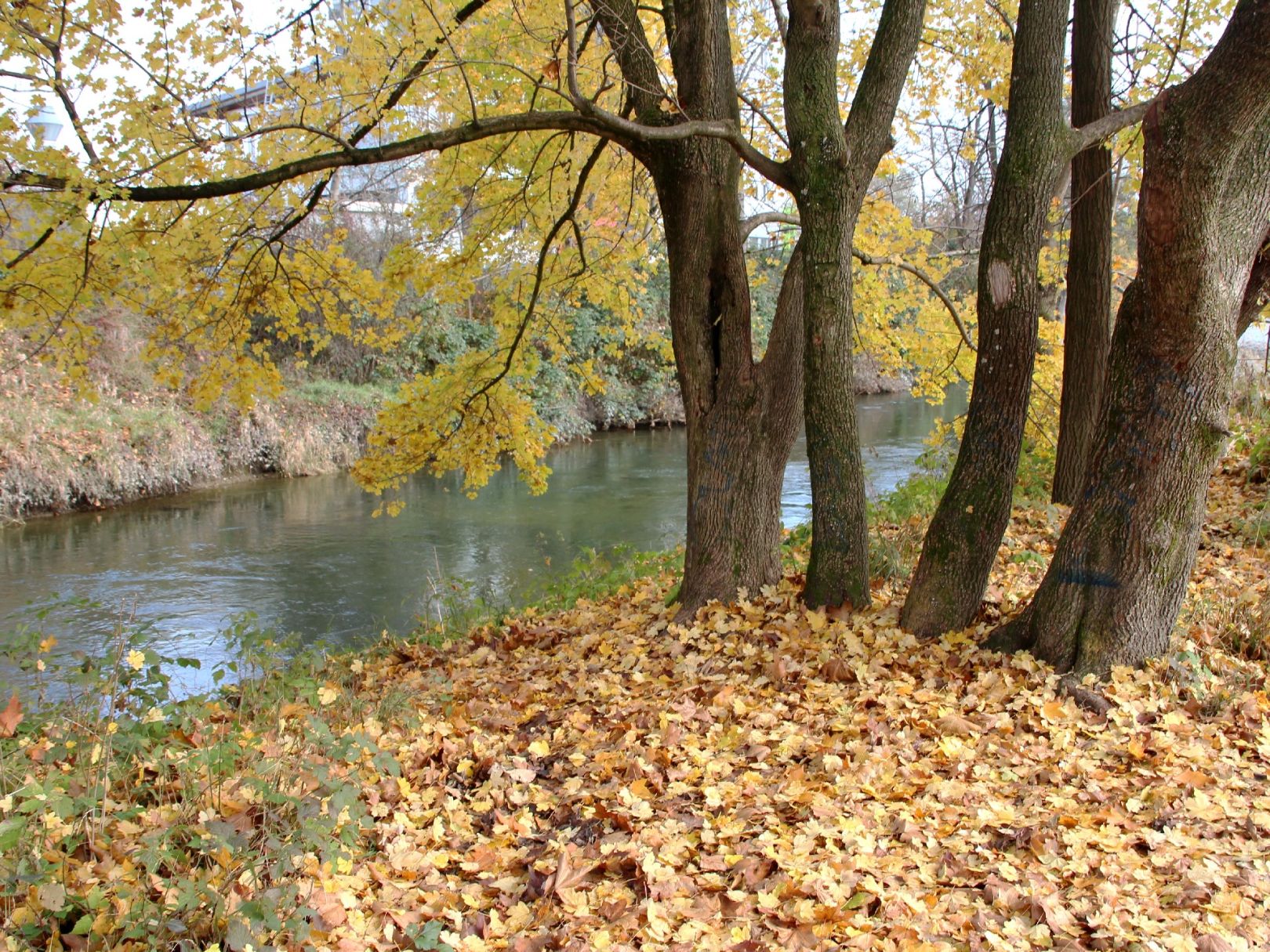 Mangfallkanal (Rosenheim) angeln