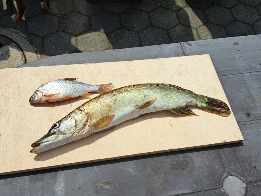 Großes Meer (Holte) angeln