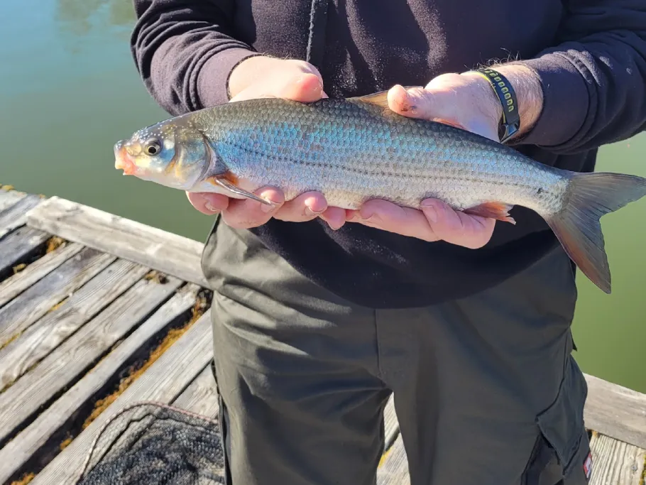 Naturbad Biebertal angeln