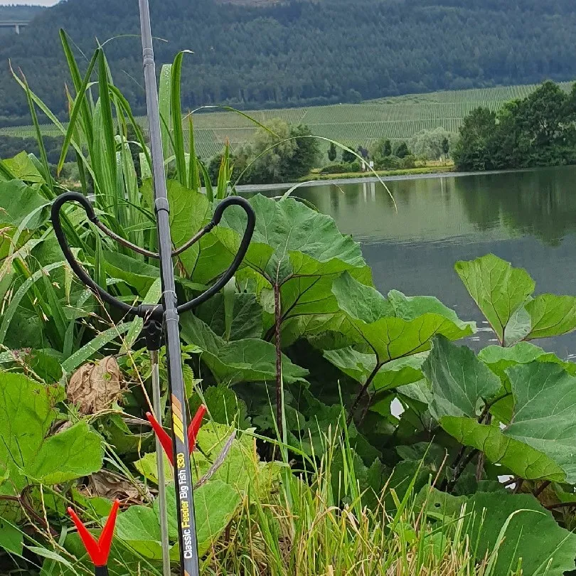 Mosel (Trier) angeln