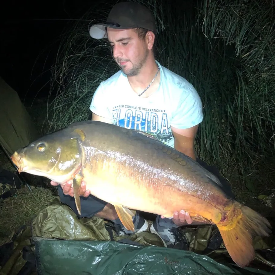 Mosel (Trier) angeln