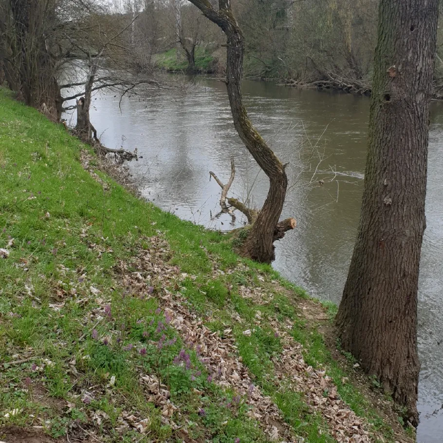 Rednitz (Nürnberg) angeln