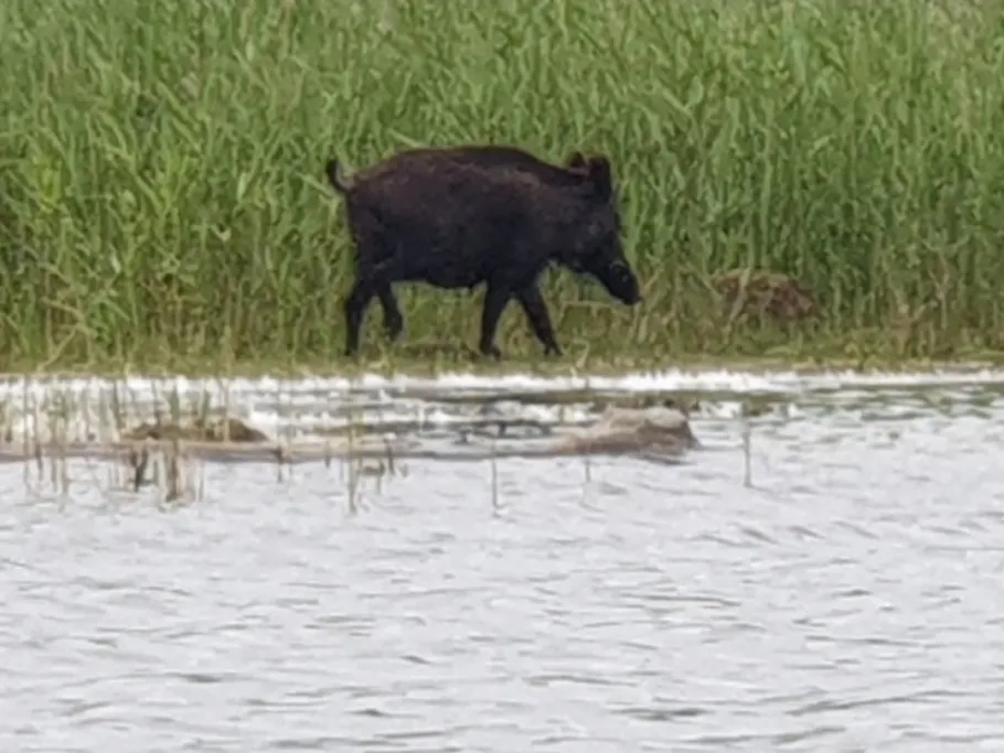 Cämmerer See angeln