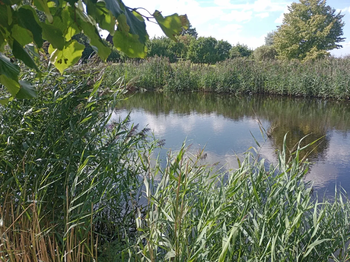 Dorfteich Vogtshagen angeln