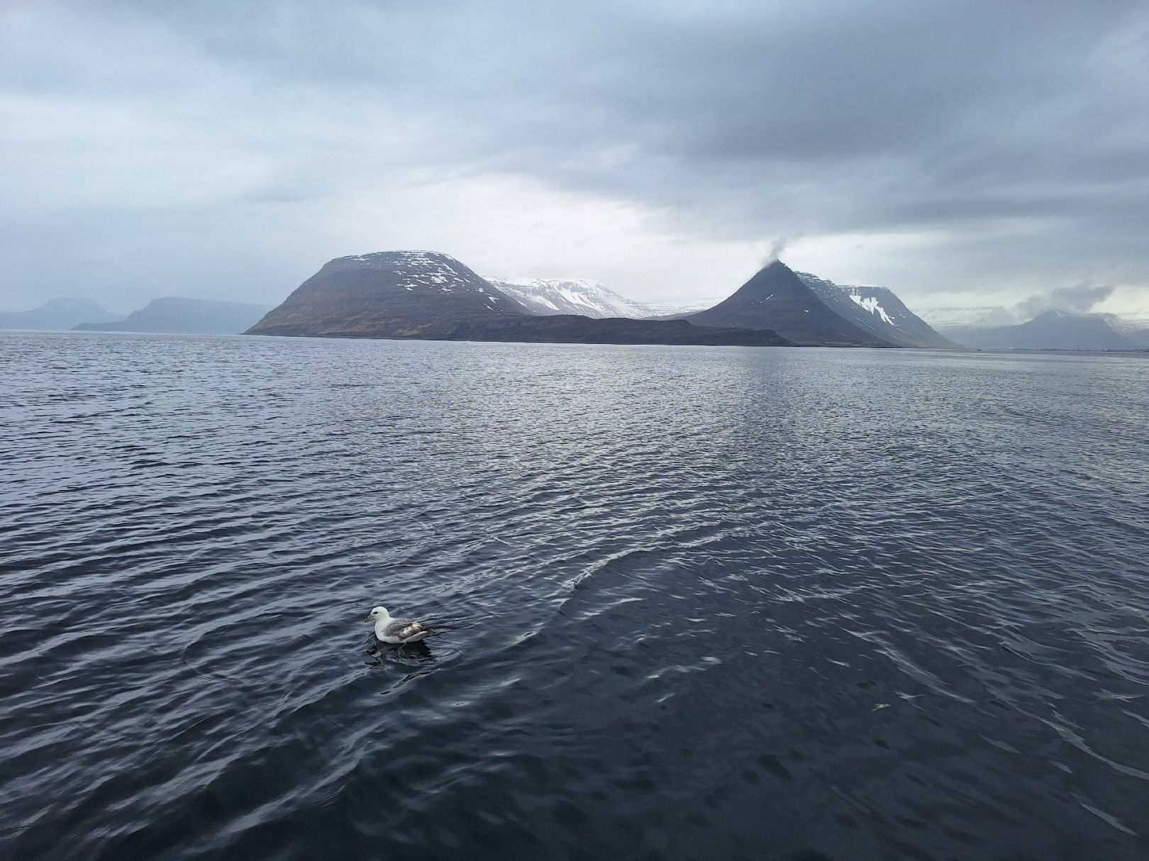Ísafjarðardjúp angeln