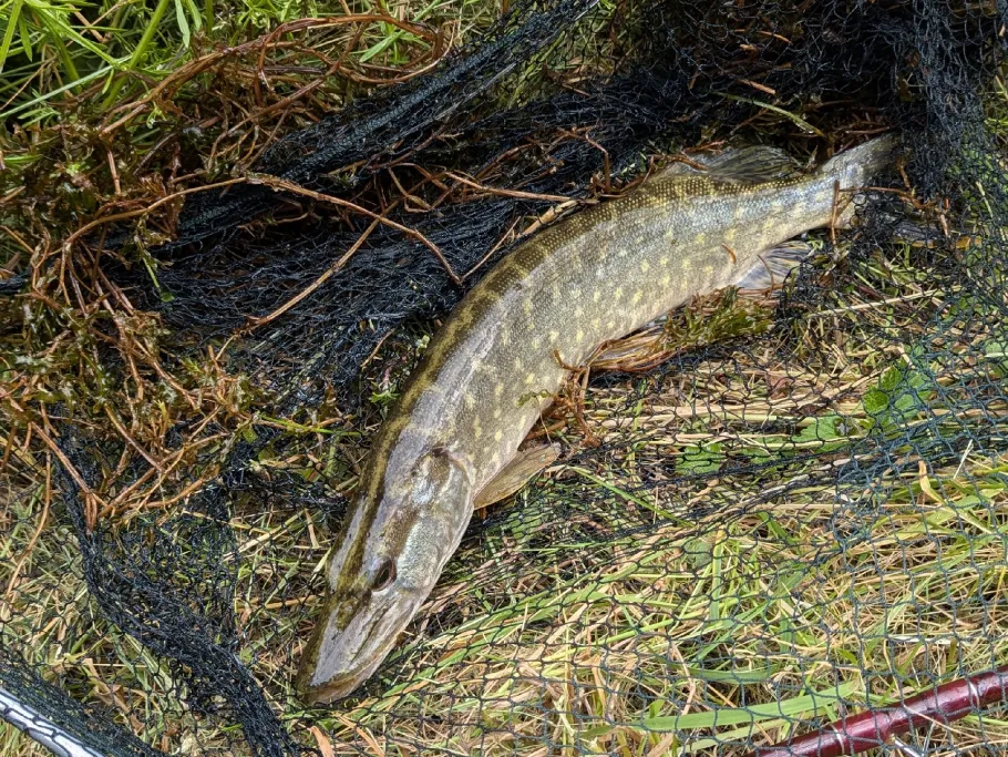 Quellitzstausee angeln
