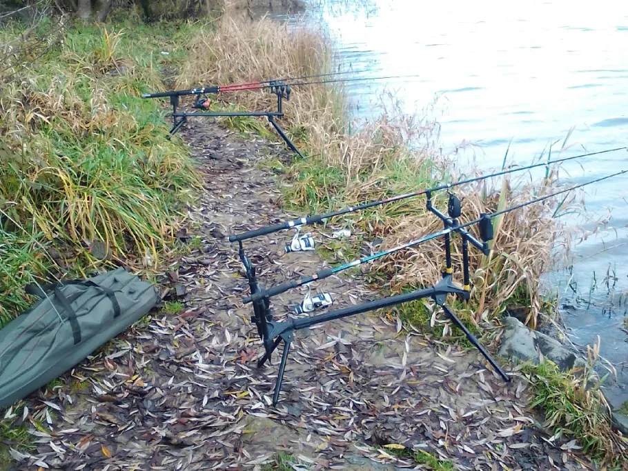 Rhein (Meißenheim) angeln