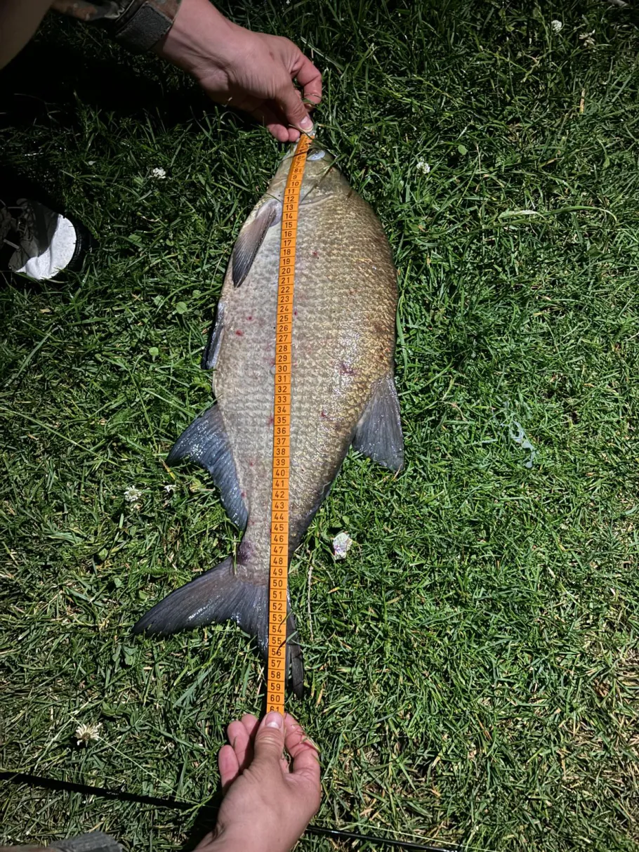 Welse (Schwedt/Oder) angeln