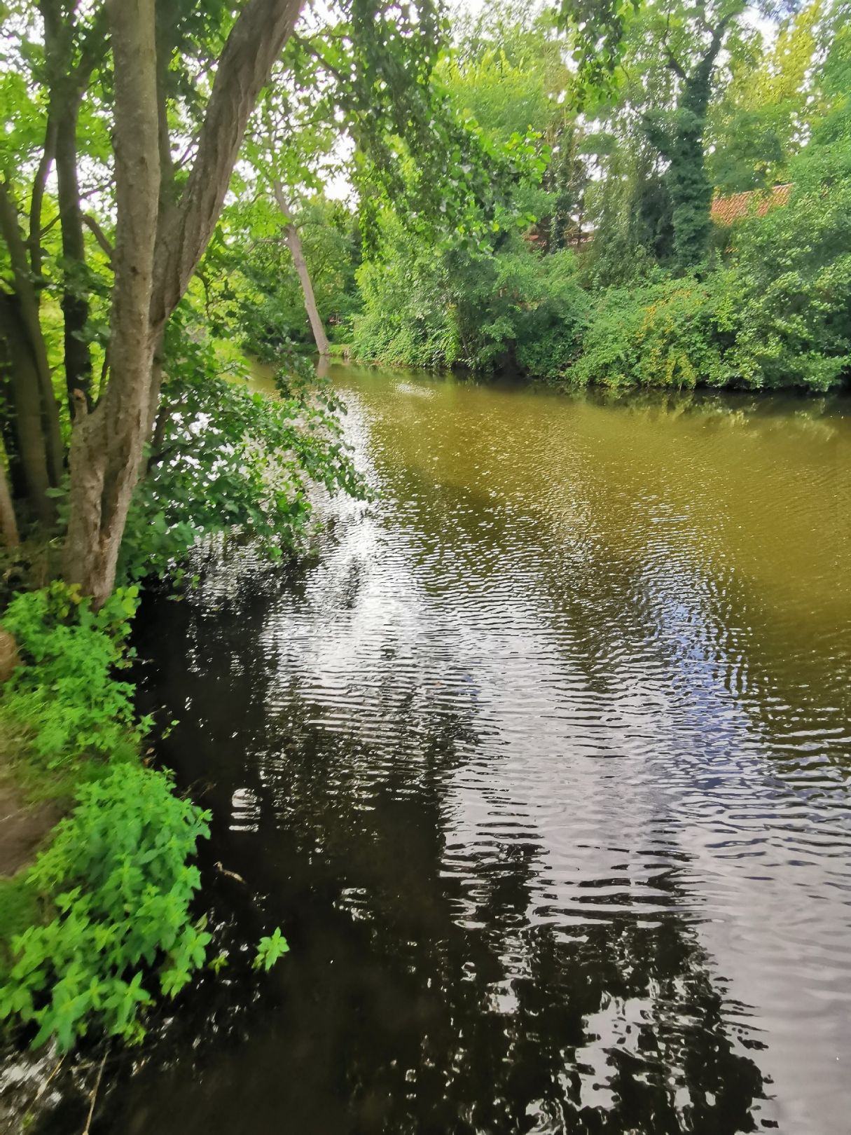 Dorfteich Löhrstorf angeln