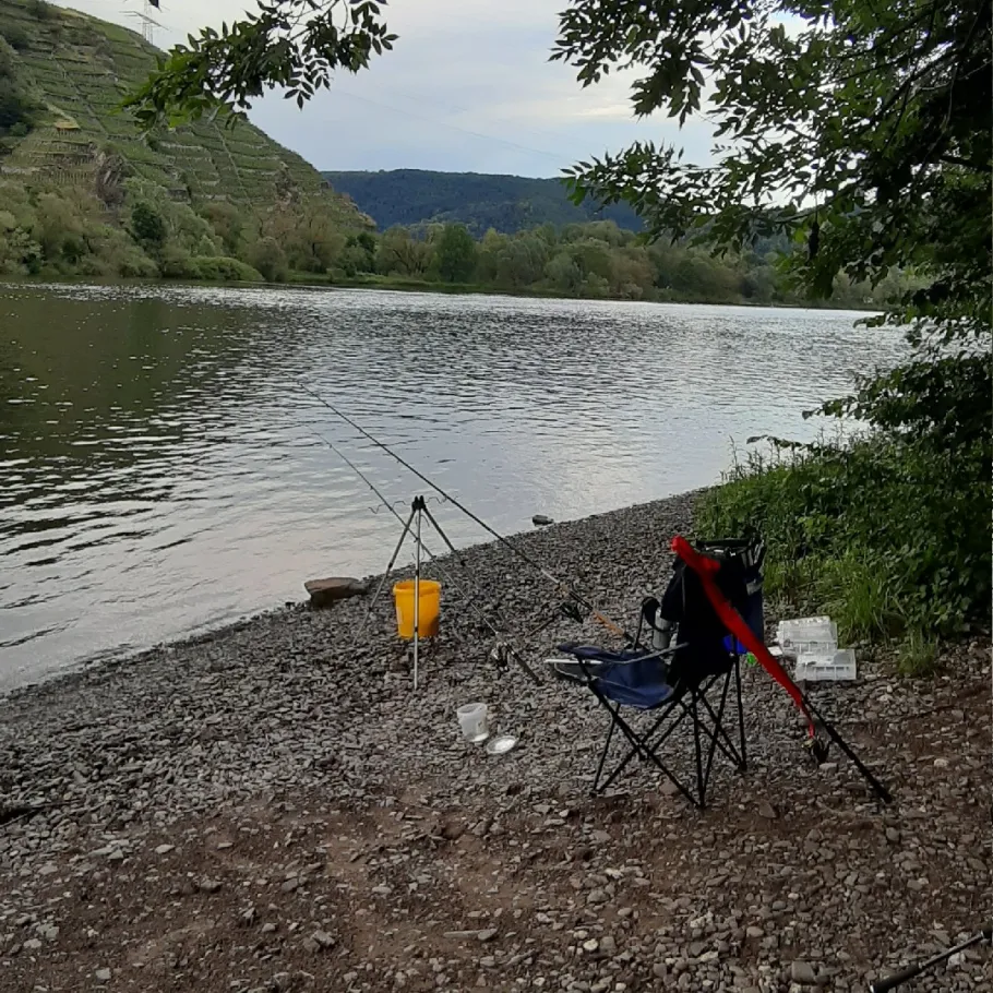 Yachthafen Winningen angeln